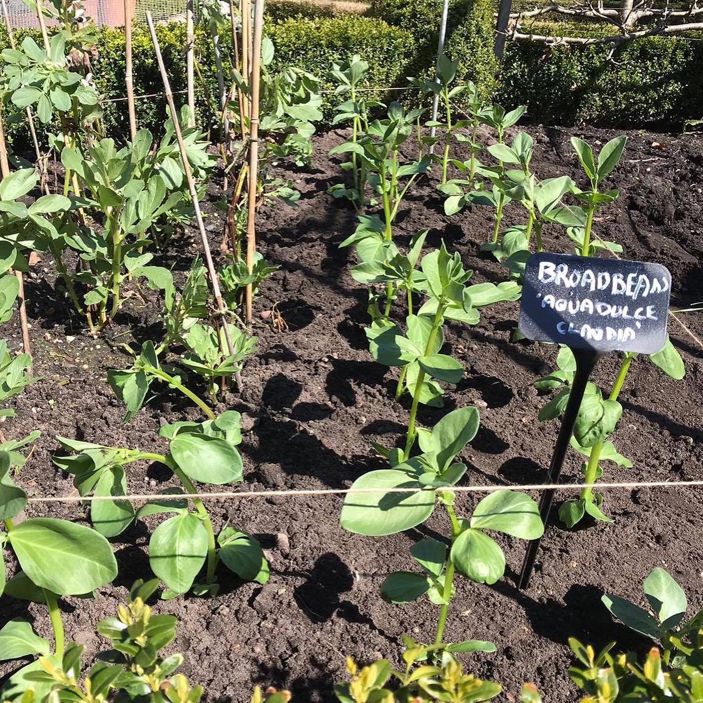 Broad Beans Blog 1 21-04-2021